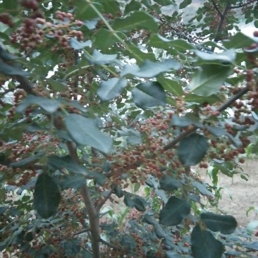 出售无刺大红袍，花椒树苗，粒大色鲜，味麻