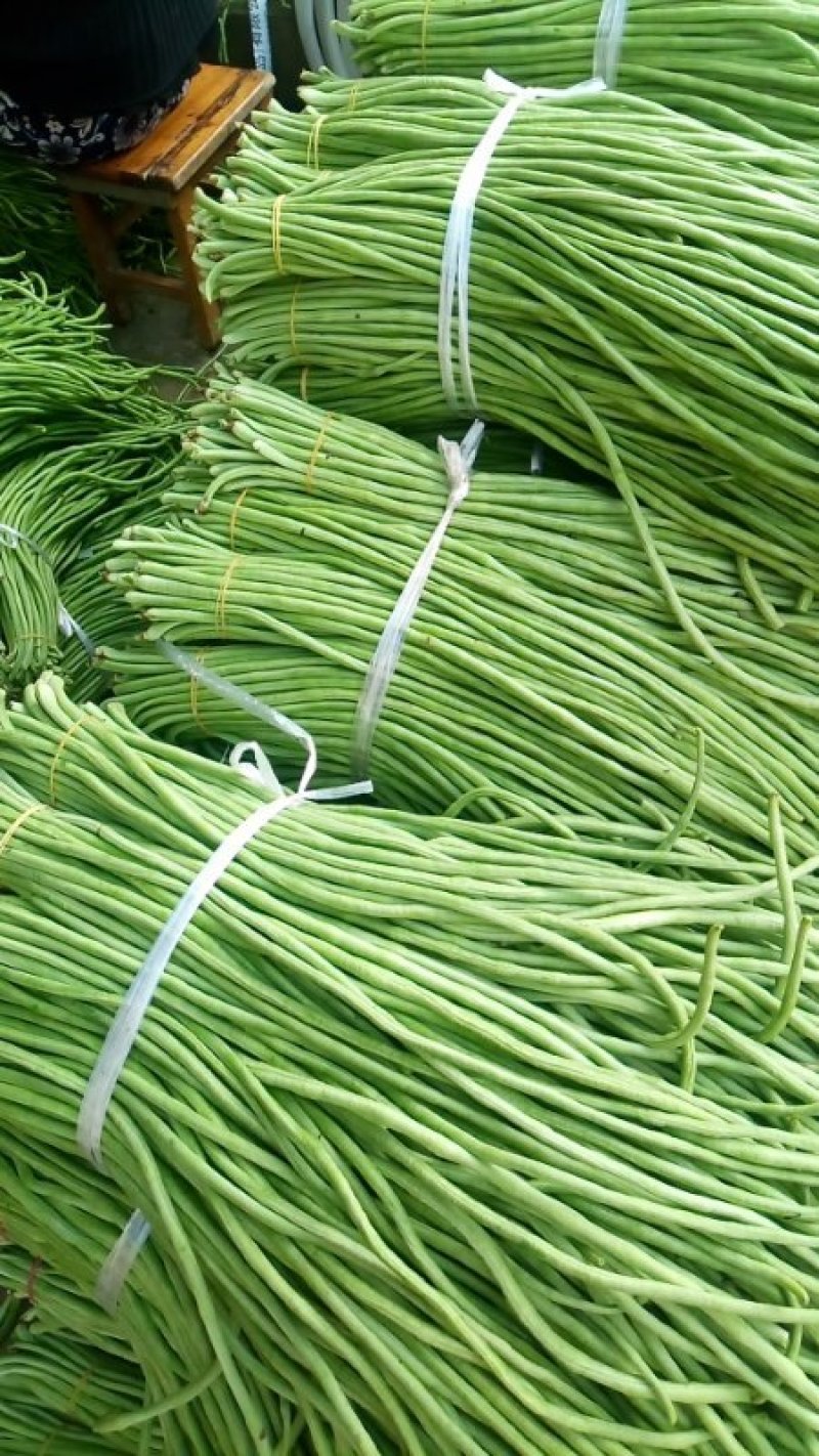 陕西汉中豇豆(现货)条行长颜色正无虫眼量足