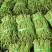 陕西汉中豇豆(现货)条行长颜色正无虫眼量足