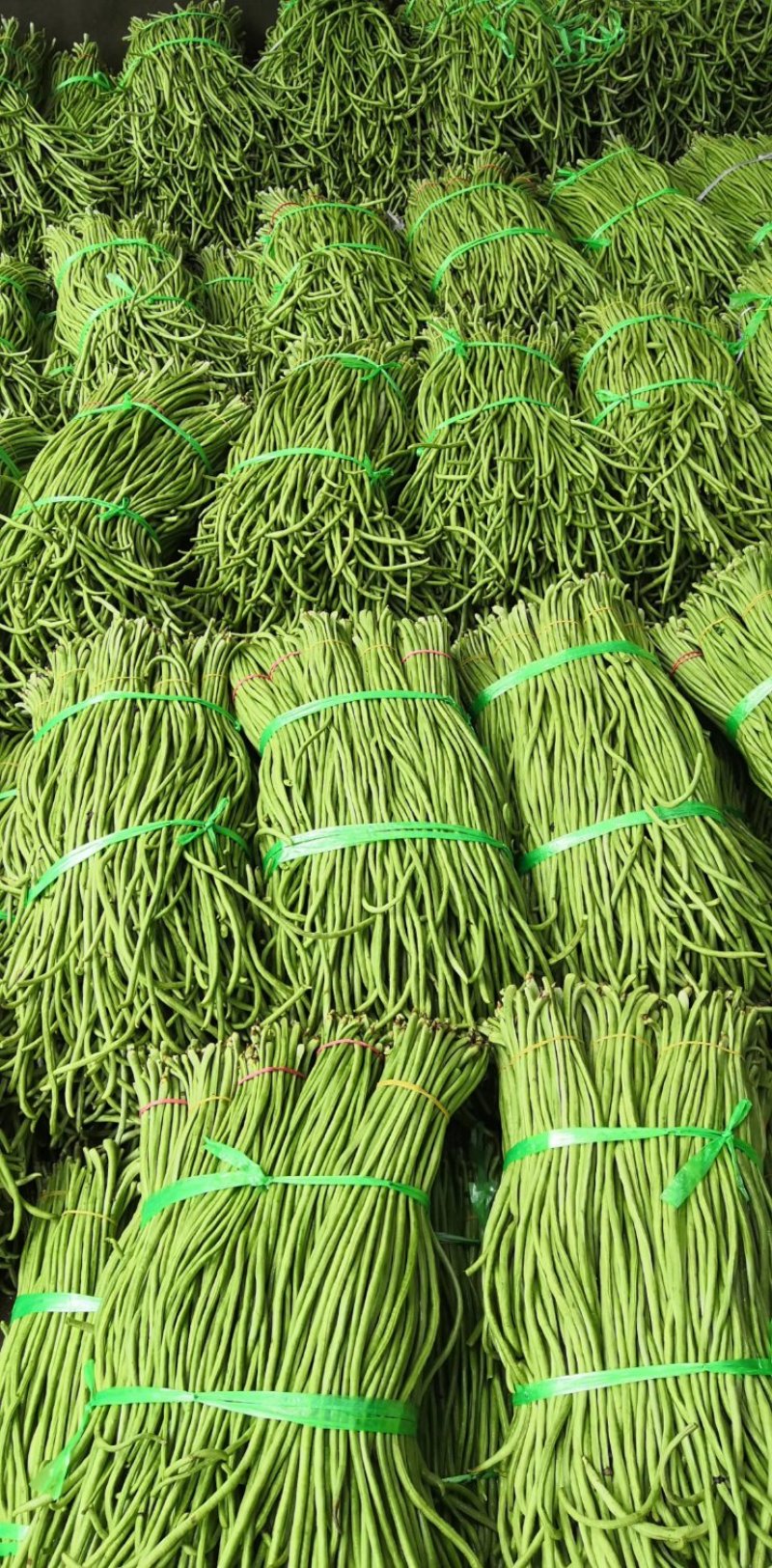 陕西汉中豇豆(现货)条行长颜色正无虫眼量足