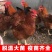 九斤红公鸡苗-快大红公鸡苗-红毛大公鸡苗-90天8斤