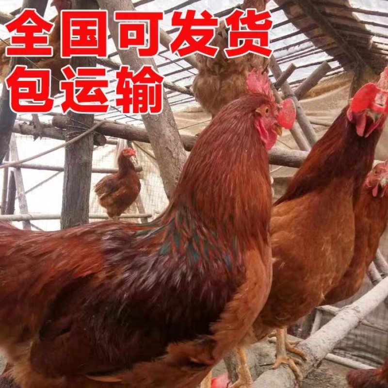 九斤红公鸡苗－快大红公鸡苗－红毛大公鸡苗－90天8斤