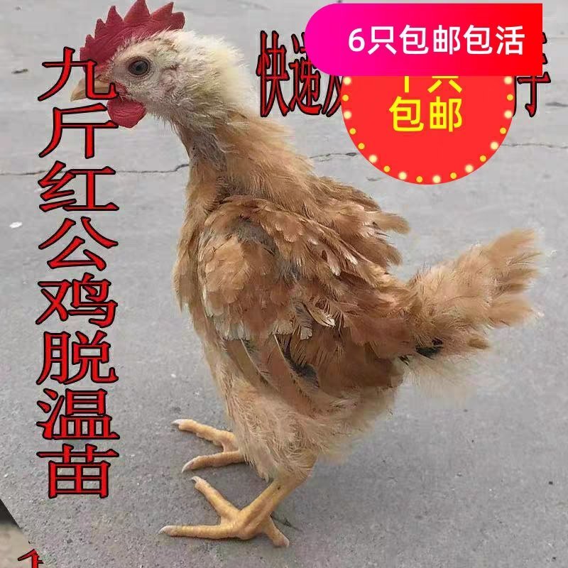 九斤红公鸡苗－快大红公鸡苗－红毛大公鸡苗－90天8斤