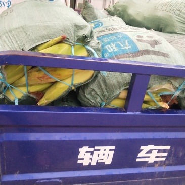 玉米