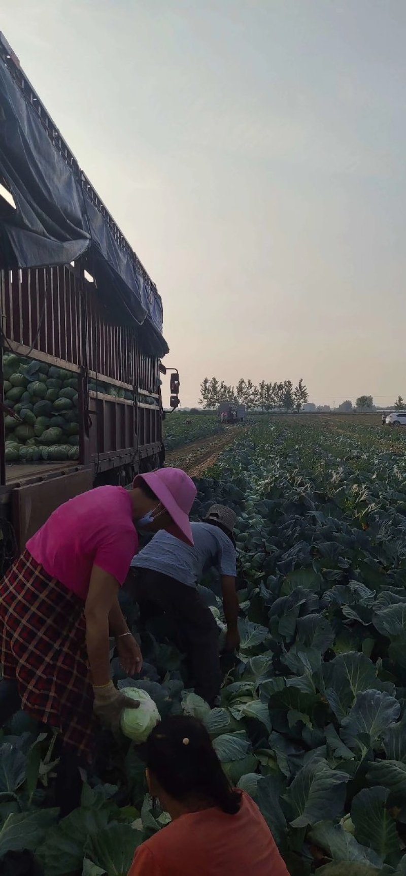 扁包菜供货加工厂，市场，牛心甘蓝，产地直供，专业代收代发