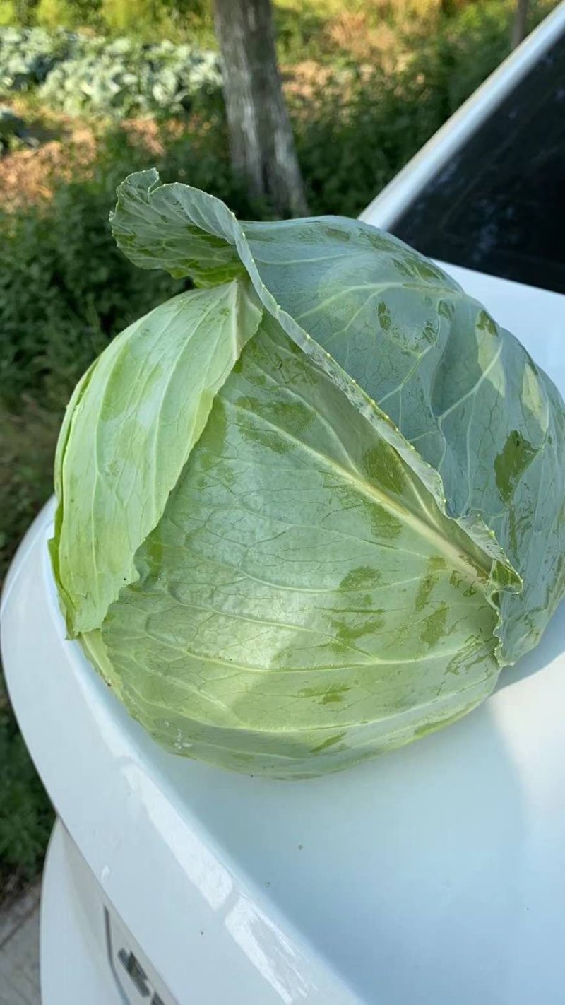 扁包菜供货加工厂，市场，牛心甘蓝，产地直供，专业代收代发
