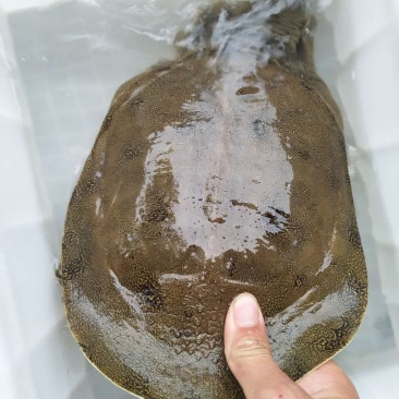 甲鱼