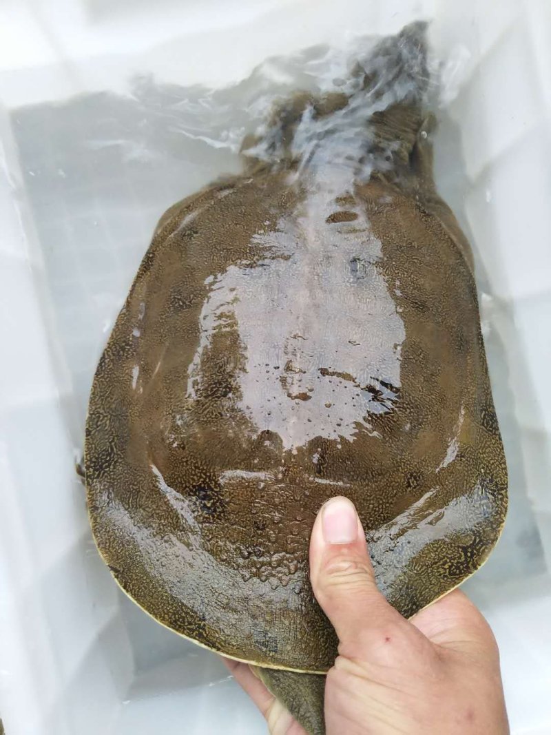 甲鱼