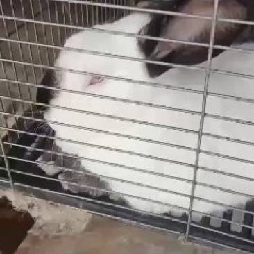 肉兔