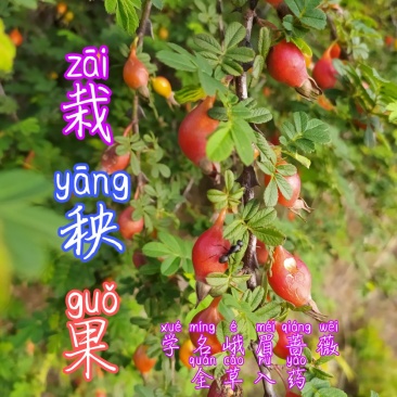 贵州毕节古夜郎大地野生中药材栽秧果峨眉蔷薇红果