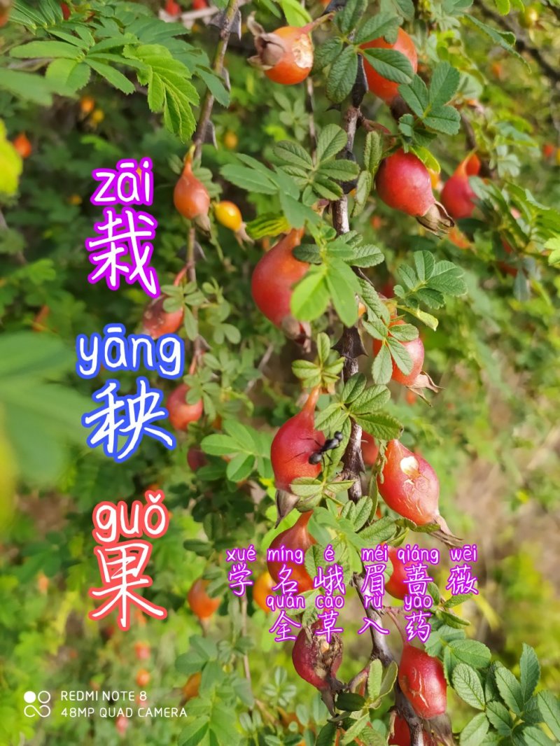 贵州毕节古夜郎大地野生中药材栽秧果峨眉蔷薇红果