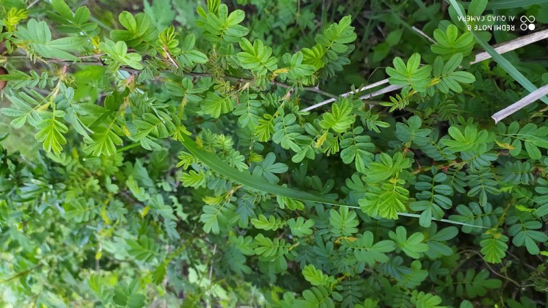贵州毕节古夜郎大地野生中药材栽秧果峨眉蔷薇红果