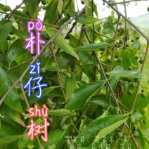 贵州毕节古夜郎大地野生中药材朴树朴树子朴子树
