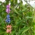 贵州毕节古夜郎大地野生中药材朴树朴树子朴子树