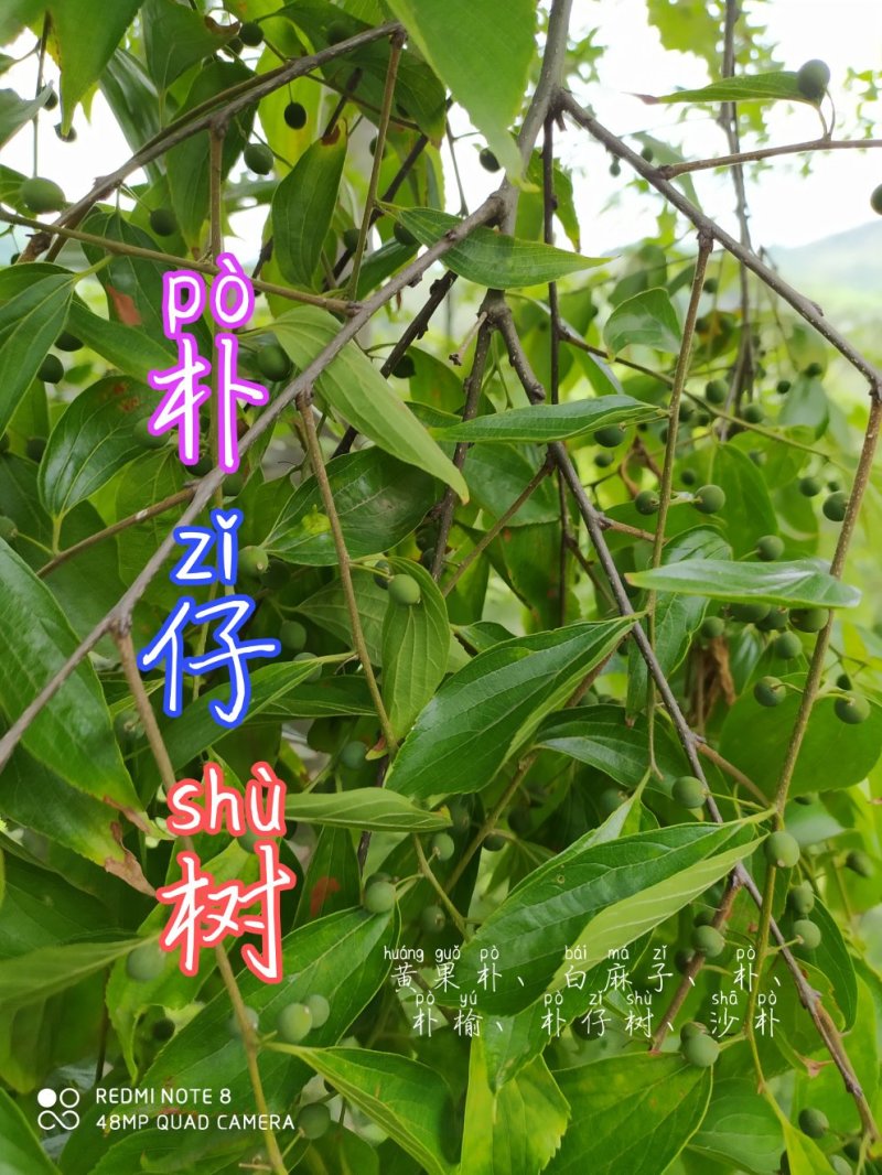 贵州毕节古夜郎大地野生中药材朴树朴树子朴子树