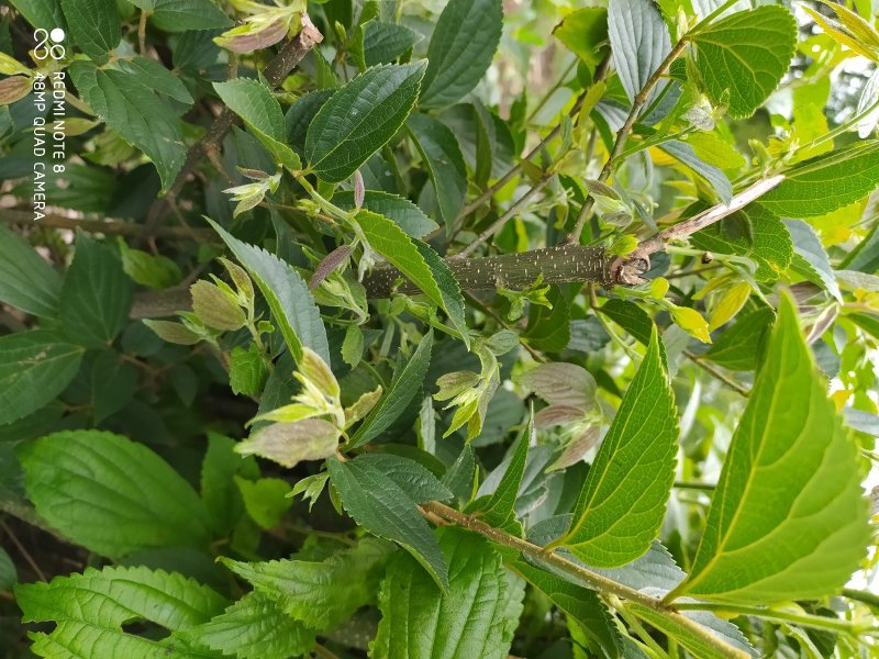 贵州毕节古夜郎大地野生中药材朴树朴树子朴子树