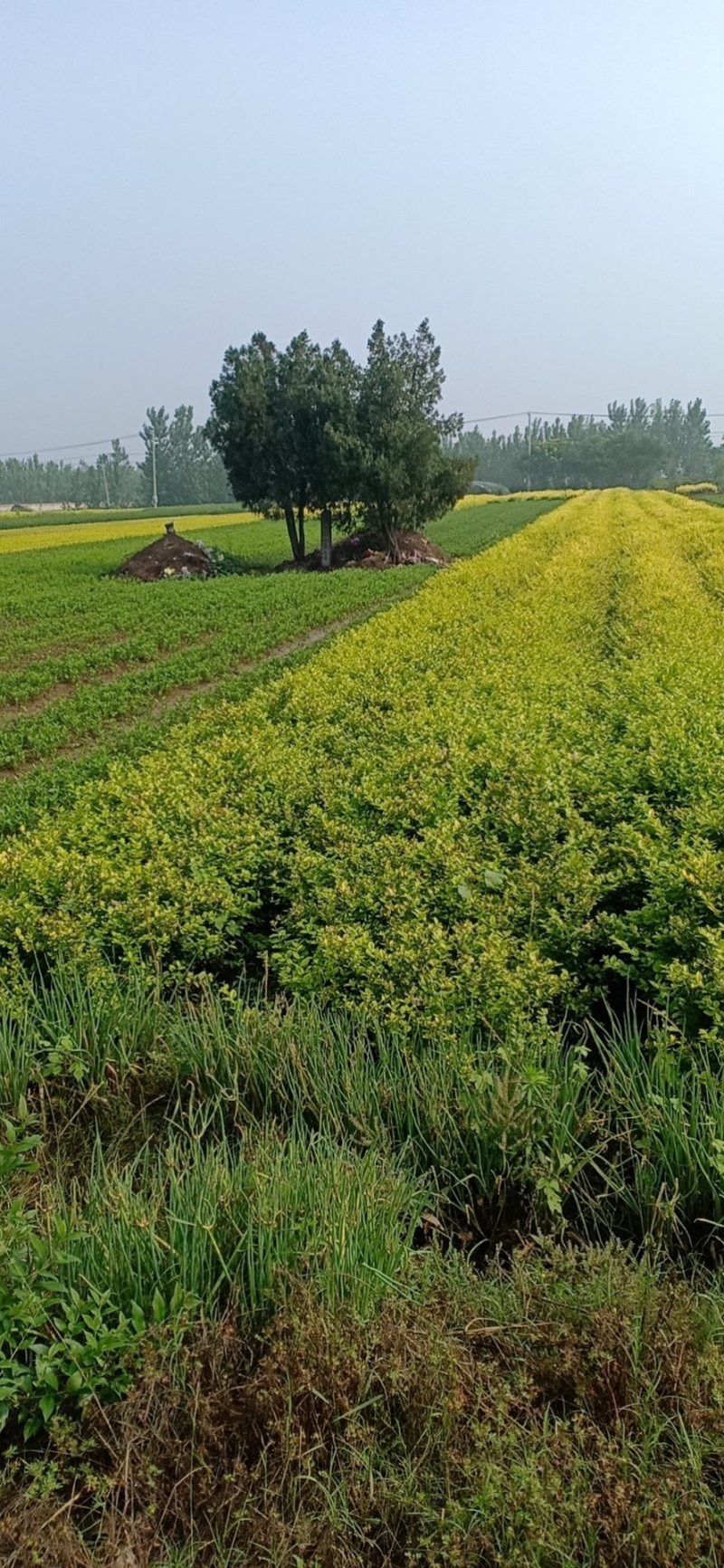 江苏沭阳金叶女贞大量有货自家基地，全国发货，欢迎致电