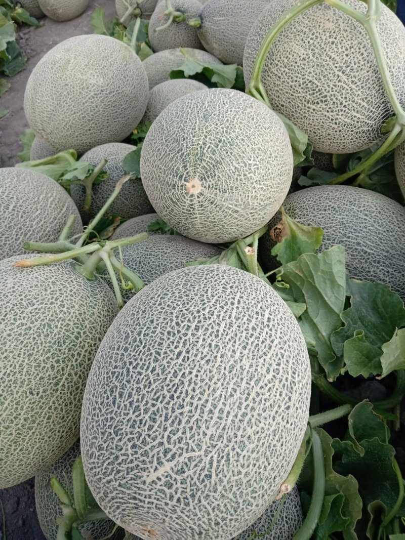 新疆哈密瓜，西州蜜17号，小蜜25号黄金蜜，脆甜，