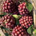 广西正品黑老虎苗（布福娜）品种粉红紫红耐寒品种