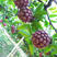 广西正品黑老虎苗（布福娜）品种粉红紫红耐寒品种
