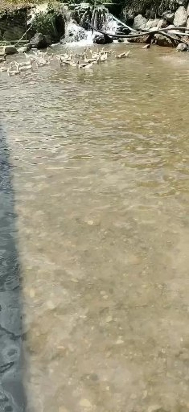 老麻鸭，鸭蛋