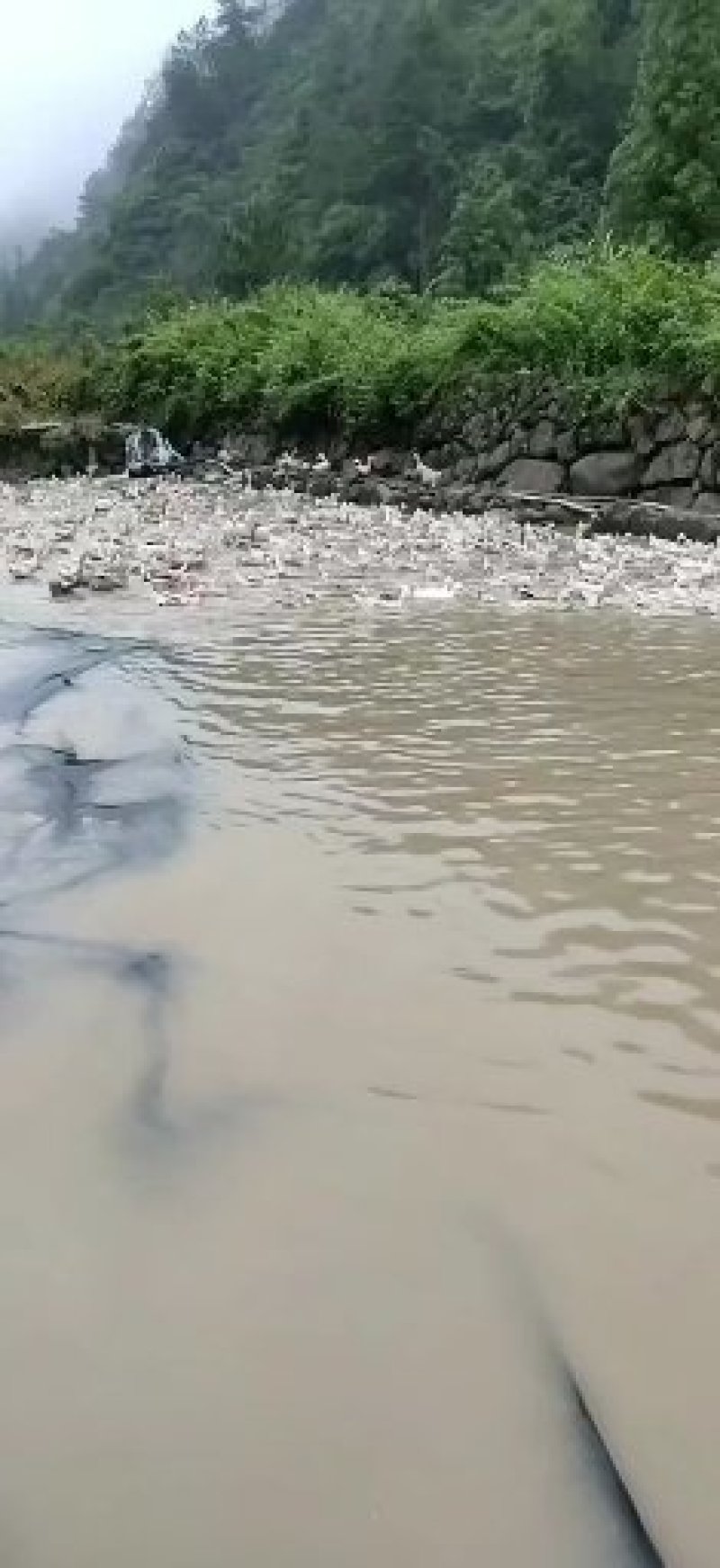 老麻鸭，鸭蛋