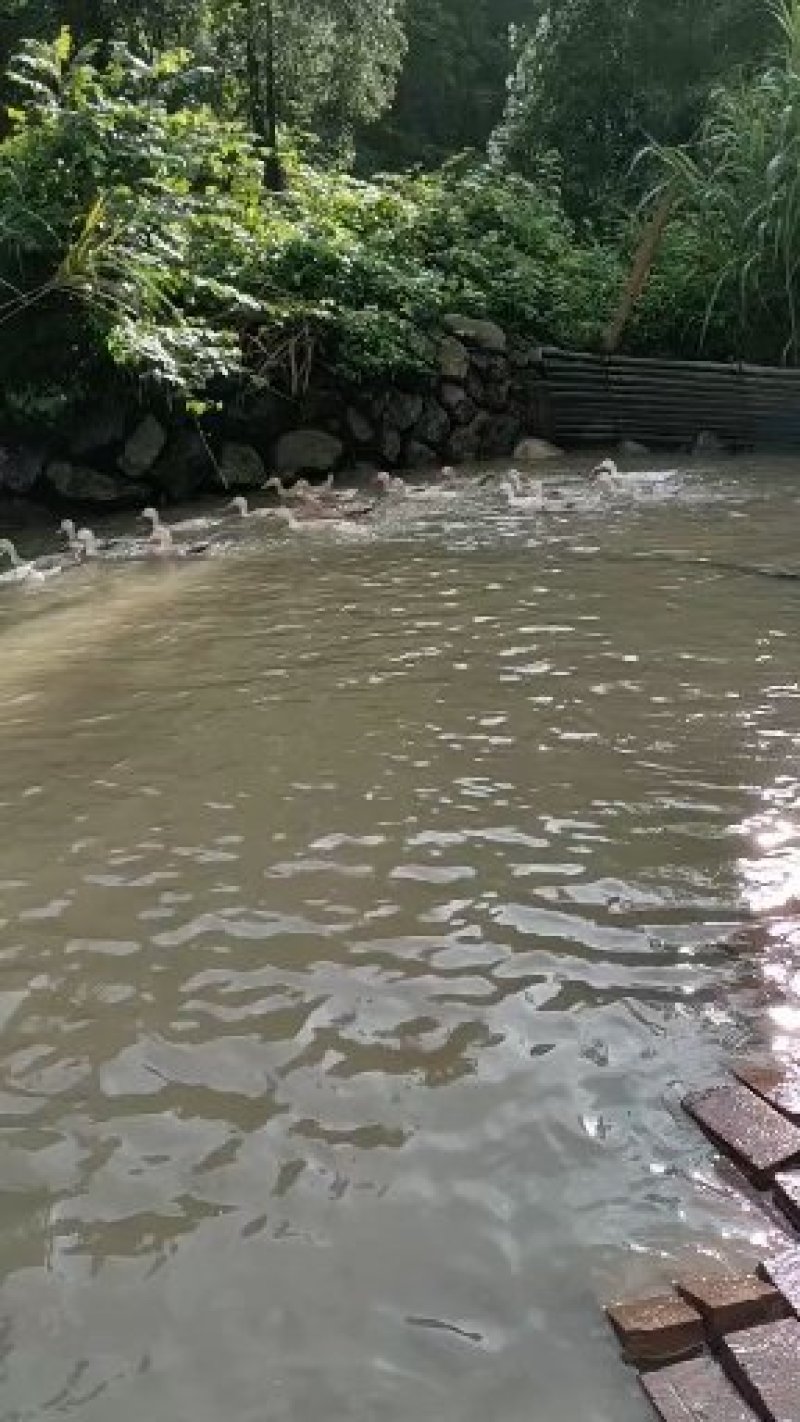 老麻鸭，鸭蛋