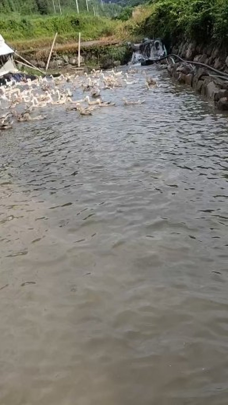 老麻鸭，鸭蛋