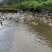 老麻鸭，鸭蛋