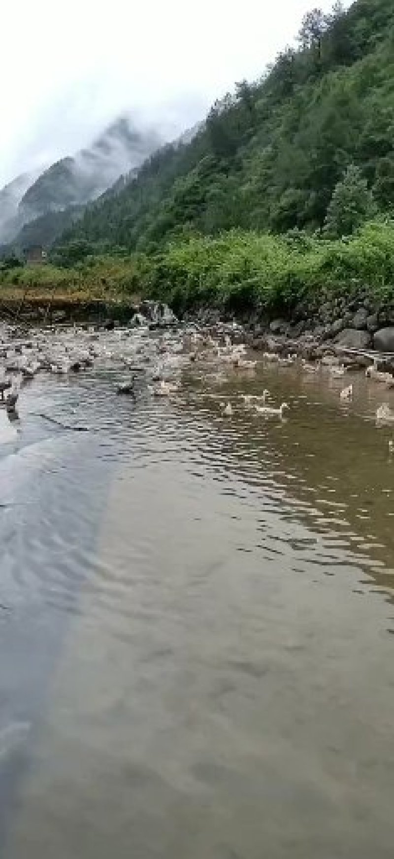 老麻鸭，鸭蛋