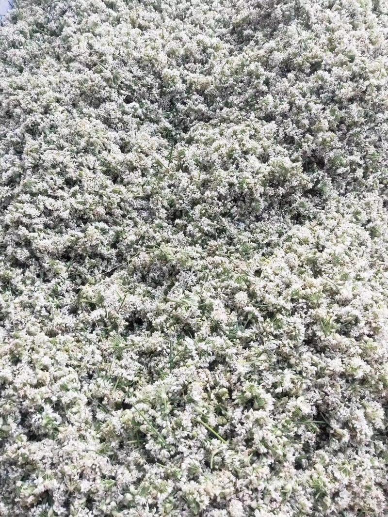 内蒙古锡林郭勒大草原野生韭菜花。新鲜采摘，无任何添加剂。