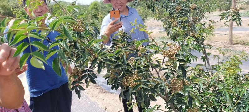 【包邮】韩城大红袍花椒香红麻食品厂调味店直供香麻红高品质