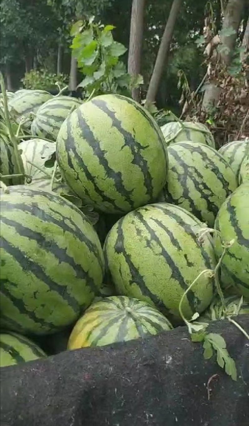 河南开封祥符【美都西瓜】8斤打底9成熟头茬瓜包熟包甜
