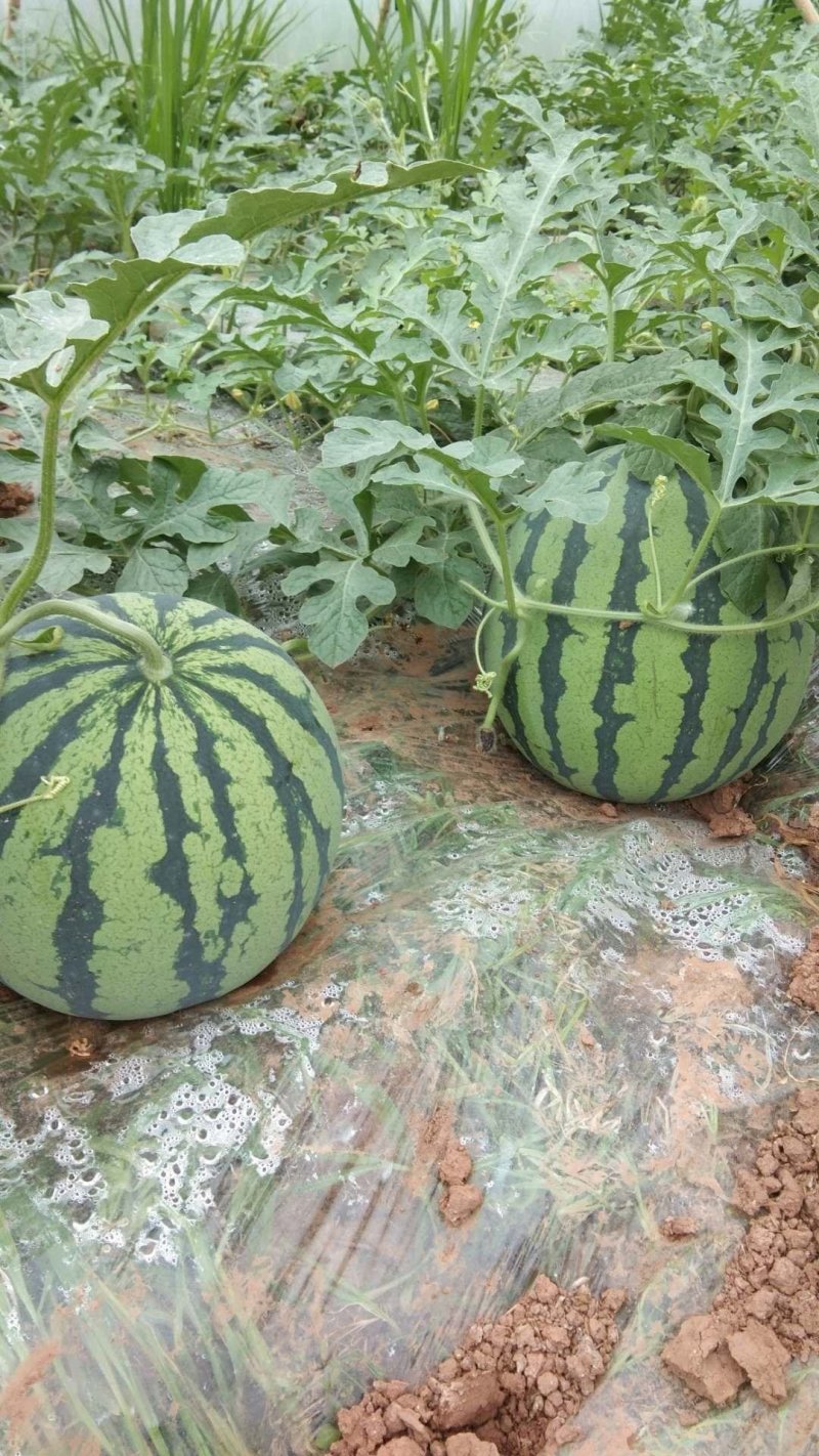 河南开封祥符【美都西瓜】8斤打底9成熟头茬瓜包熟包甜