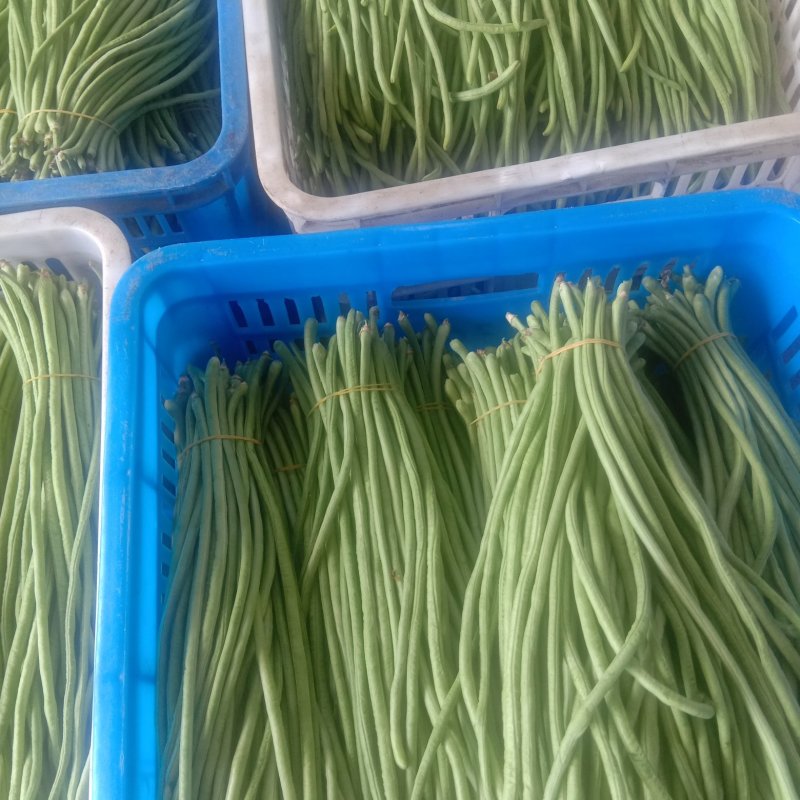 高山长豆角