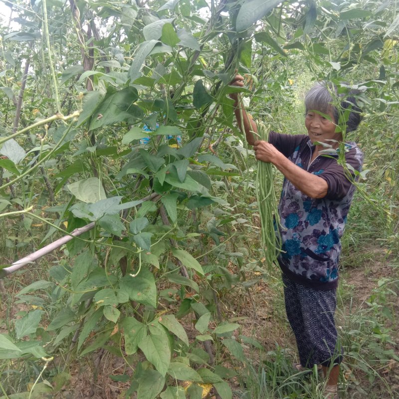 高山长豆角
