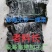 纯青海带片:新品无沙一棵菜.30公分短板菜.口感好杂质少