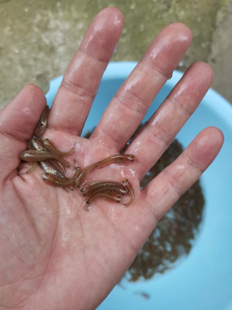 七星鱼苗，花星鱼苗，章公鱼苗2022年新苗上市，欢迎订购
