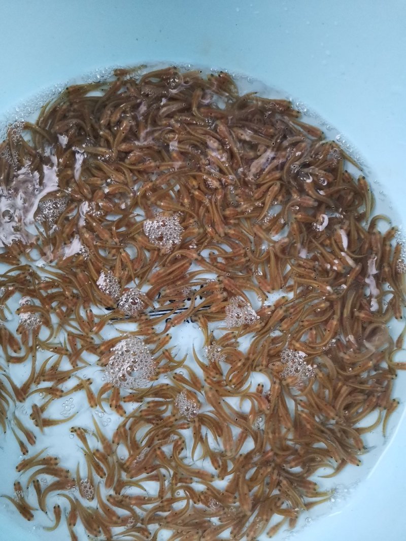 七星鱼苗，花星鱼苗，章公鱼苗2022年新苗上市，欢迎订购