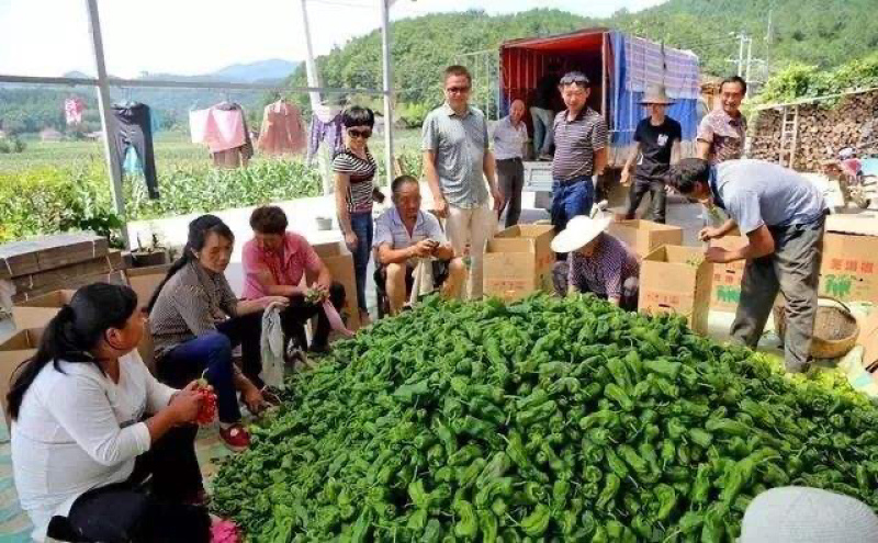 青椒大量供应欢迎考察参观品种齐全可视频看货