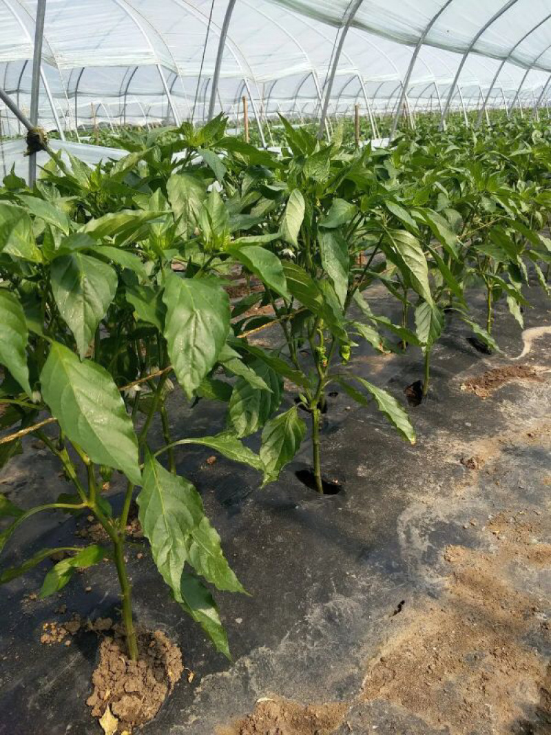 青椒大量供应欢迎考察参观品种齐全可视频看货