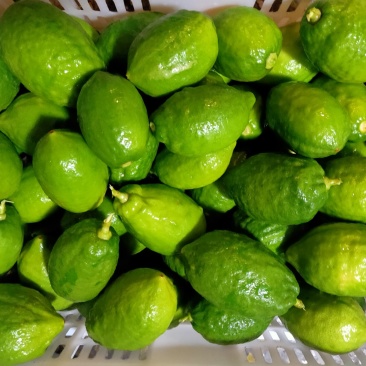 香水柠檬