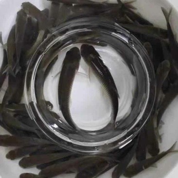 草鱼苗规格齐全基地直销保质量送货上门