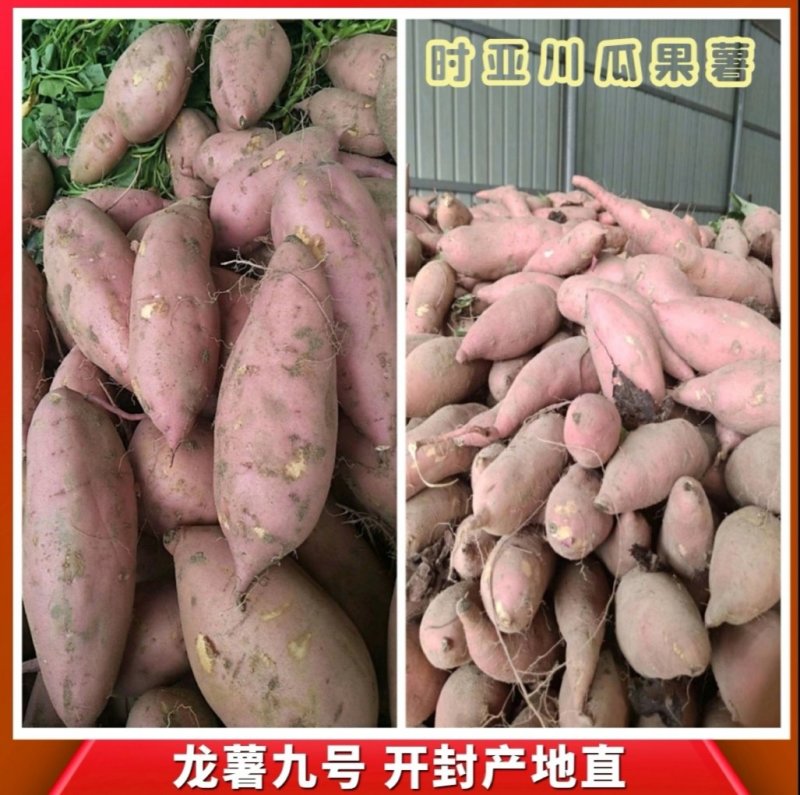 开封祥符龙薯9号八两以上红心产地一手货源代发全国