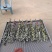 大量出销端午节艾草，新鲜艾草，1000亩基地直发