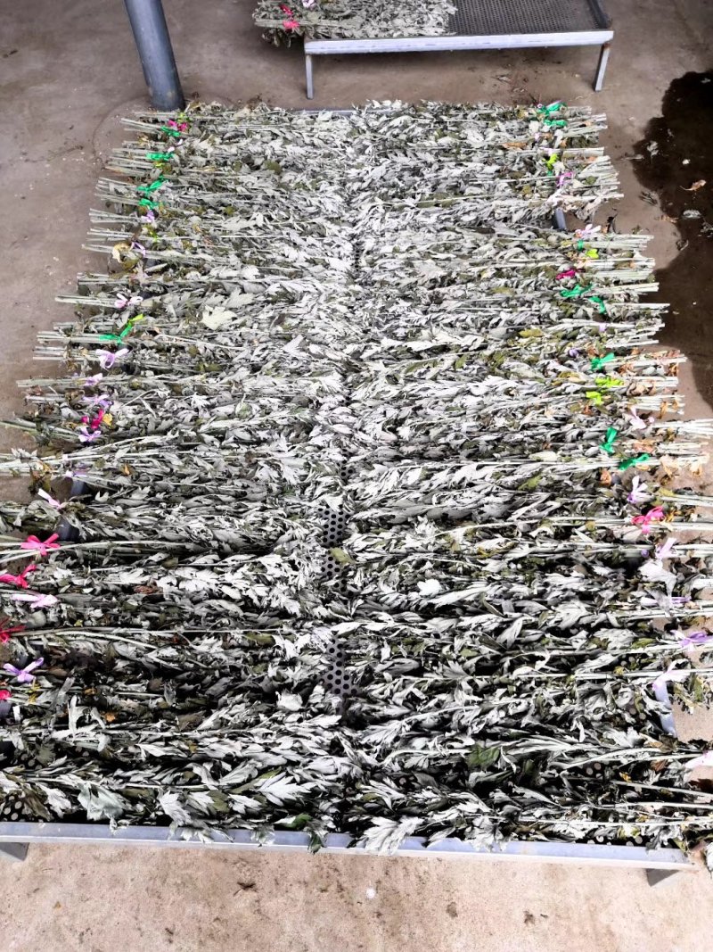 大量出销端午节艾草，新鲜艾草，1000亩基地直发