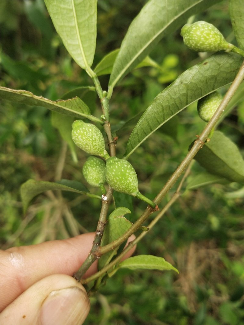 白花牛奶根