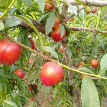 中油油桃