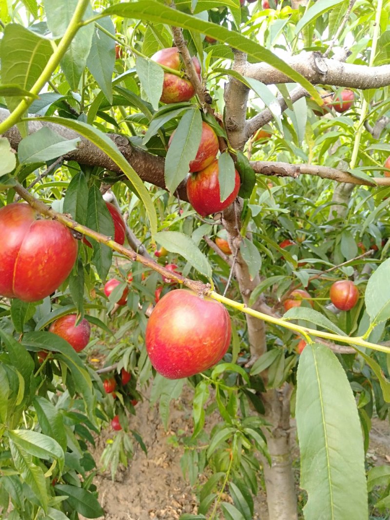 中油油桃