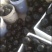 紫光1号茄子【开封通许基地直供高质量高标准】